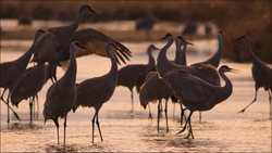 Sandhill Crane, NatureRules1 Wiki