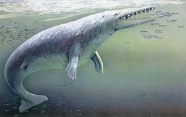 Protocetus