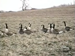 Canada goose qualität wiki 2025