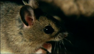 Wild Harvest (2005)
