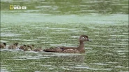 Wild Mississippi (2012)