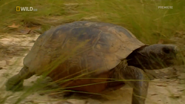 Wild Swamplands (2013)