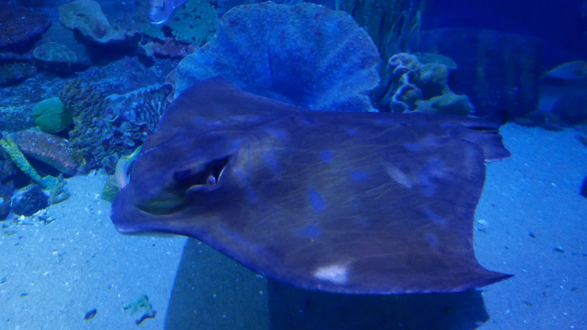 Australian Bull Ray | NatureRules1 Wiki | Fandom