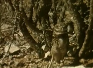 Bill Nye the Science Guy (1993-1998)