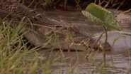 Crocodile Dundee in Los Angeles (2001)