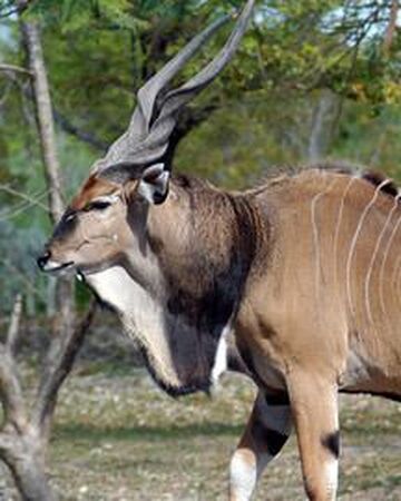 giant eland antelope