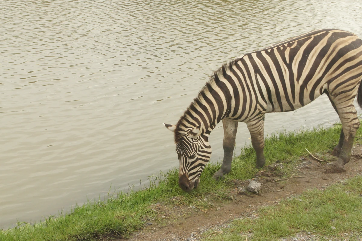 Maneless Zebra NatureRules1 Wiki Fandom