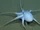 Vulcanoctopus Hydrothermalis