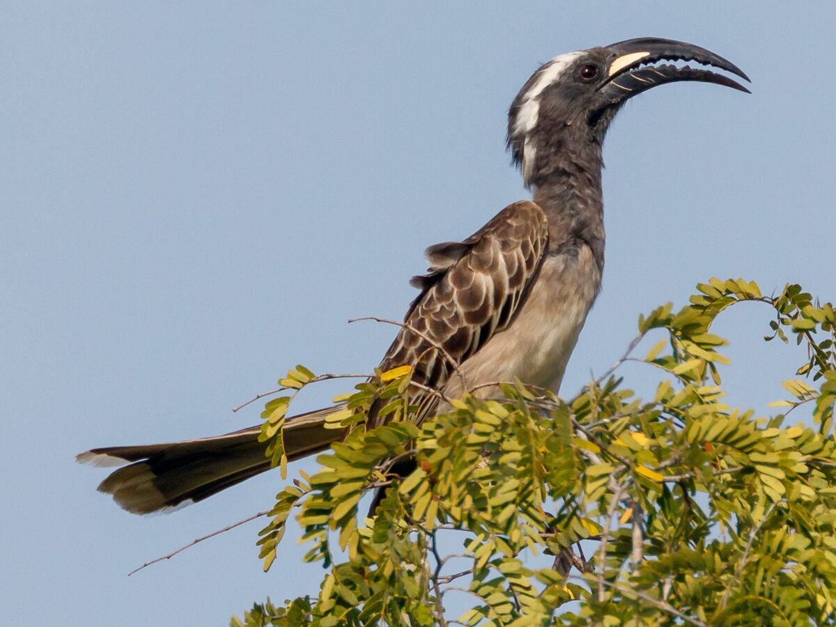 African Grey Hornbill | NatureRules1 Wiki | Fandom