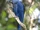 Hyacinth Macaw