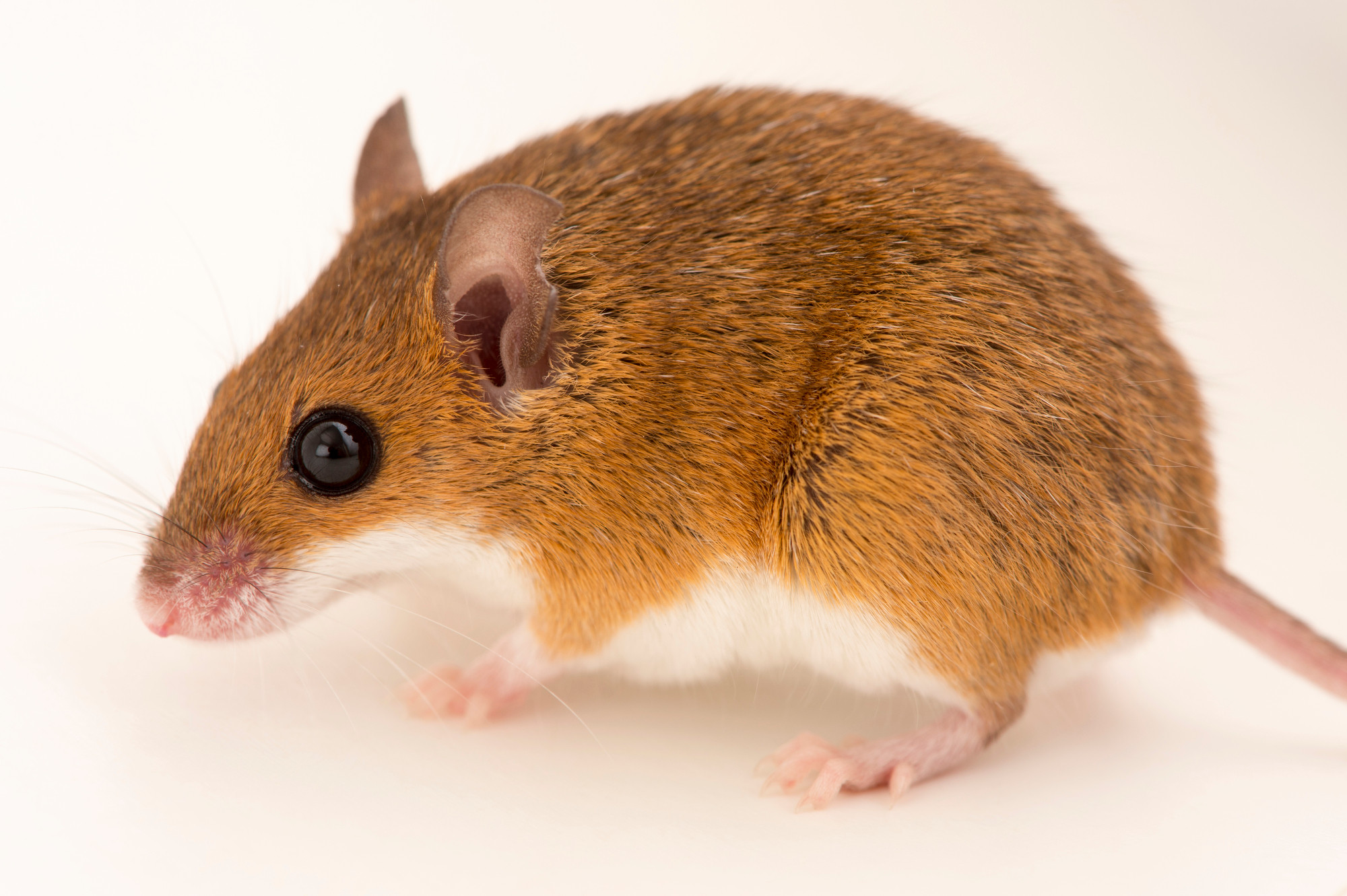 african pygmy mouse