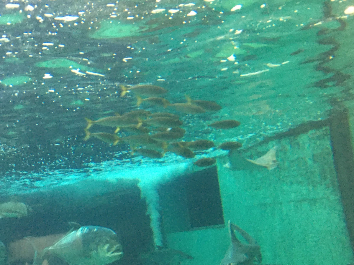 Blue Mackerel NatureRules1 Wiki Fandom