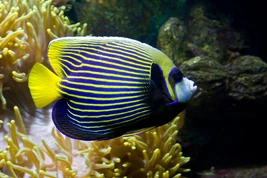 Emperor angelfish 1