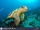 Loggerhead Sea Turtle