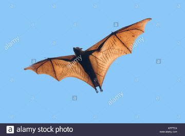 giant fox bat