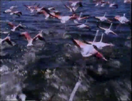 Incredible Journeys (1997)