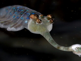 Opabinia