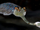 Opabinia
