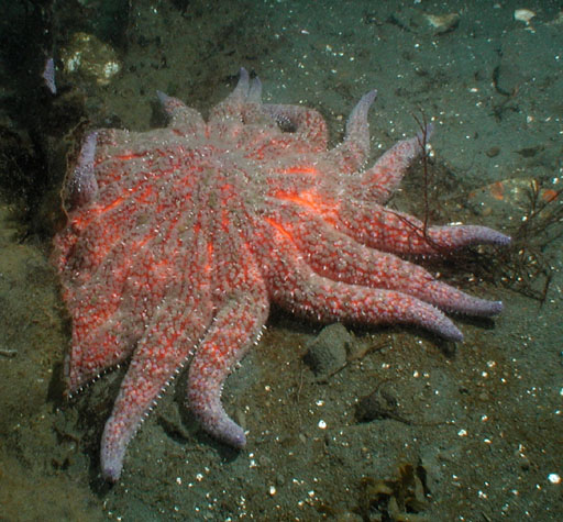 Sunflower sea star - Wikipedia