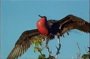 Wildlife on One (1977-2005)