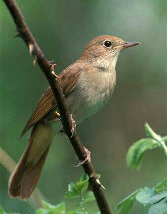 Common nightingale - Wikipedia