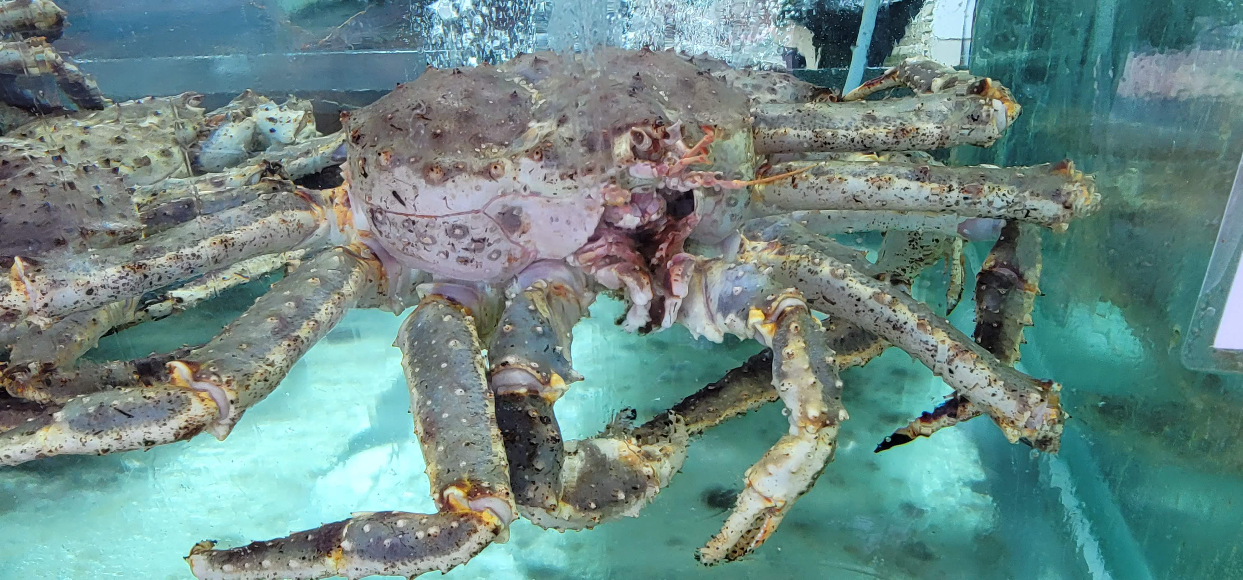 blue king crabs