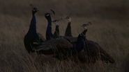 Days of Heaven (1978)