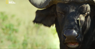 Into the Okavango (2018)