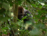 Jungle (2003)