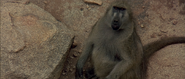 Lost in Africa (1994)