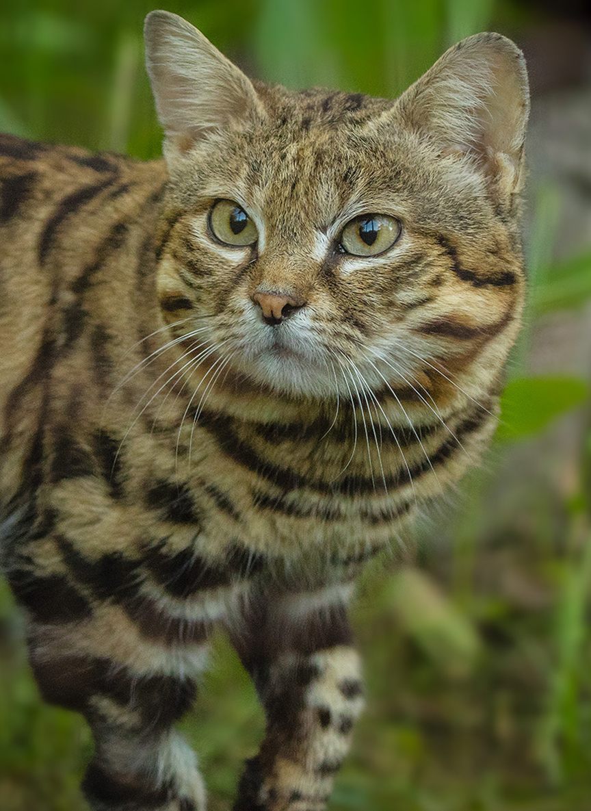 Черноногая кошка. Африканская Дикая кошка черноногая кошка. Южно Африканская черноногая кошка. Американская черноногая кошка. Черноногая кошка муравьиный тигр.