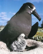 Wildlife Fact File Black-footed Albatross.png (299 KB)