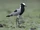 Blacksmith Lapwing