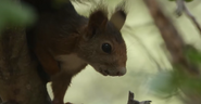 72 Cute Animals (2016)