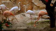 Baby Animals in Our World (2015)