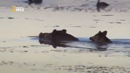 Danube: Europe's Amazon (2015)