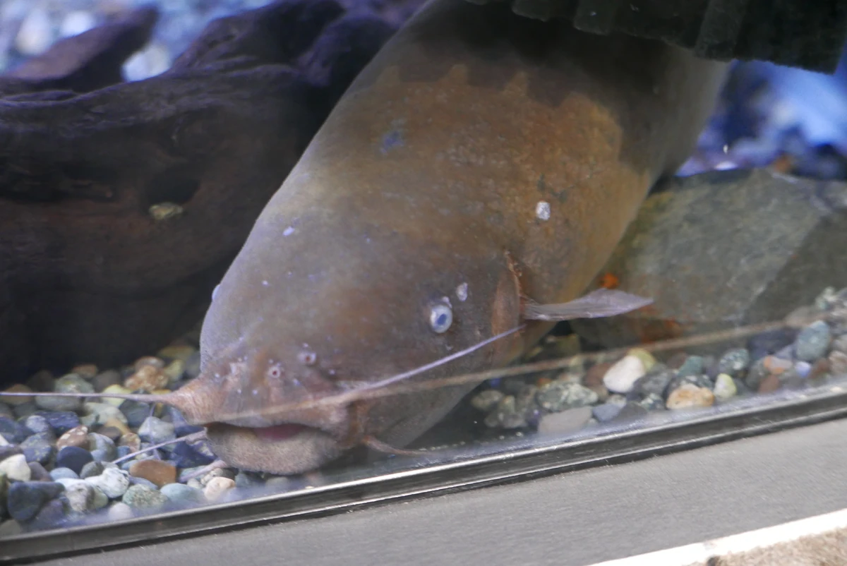 Electric Catfish NatureRules1 Wiki Fandom