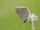 Alcon Blue
