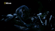 Kingdom of the Forest (2010)