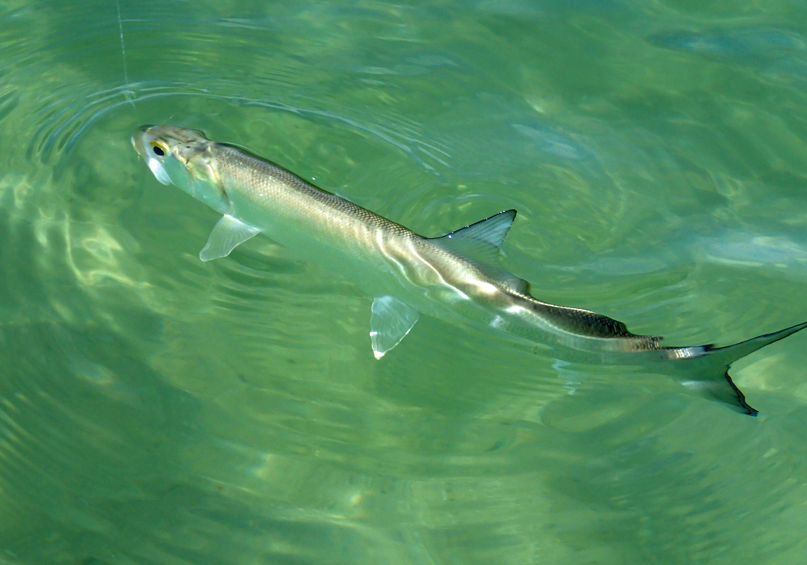 Big Fishes of the World: LADYFISH (Elops spp.)