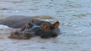 Nature's Biggest Beasts (2018)