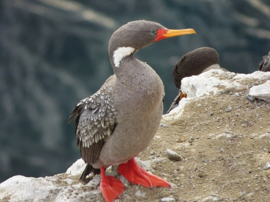 Redlegged Cormorant NatureRules1 Wiki Fandom