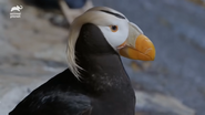 The Aquarium (2019)