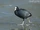 Eurasian Coot