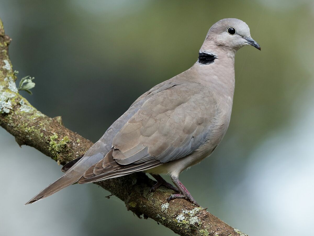 Eurasian Collared Dove (Streptopelia decaocto) The Eurasia. Flickr