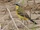 Eastern Yellow Wagtail