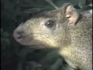 Amazing Animals (1996-1999)