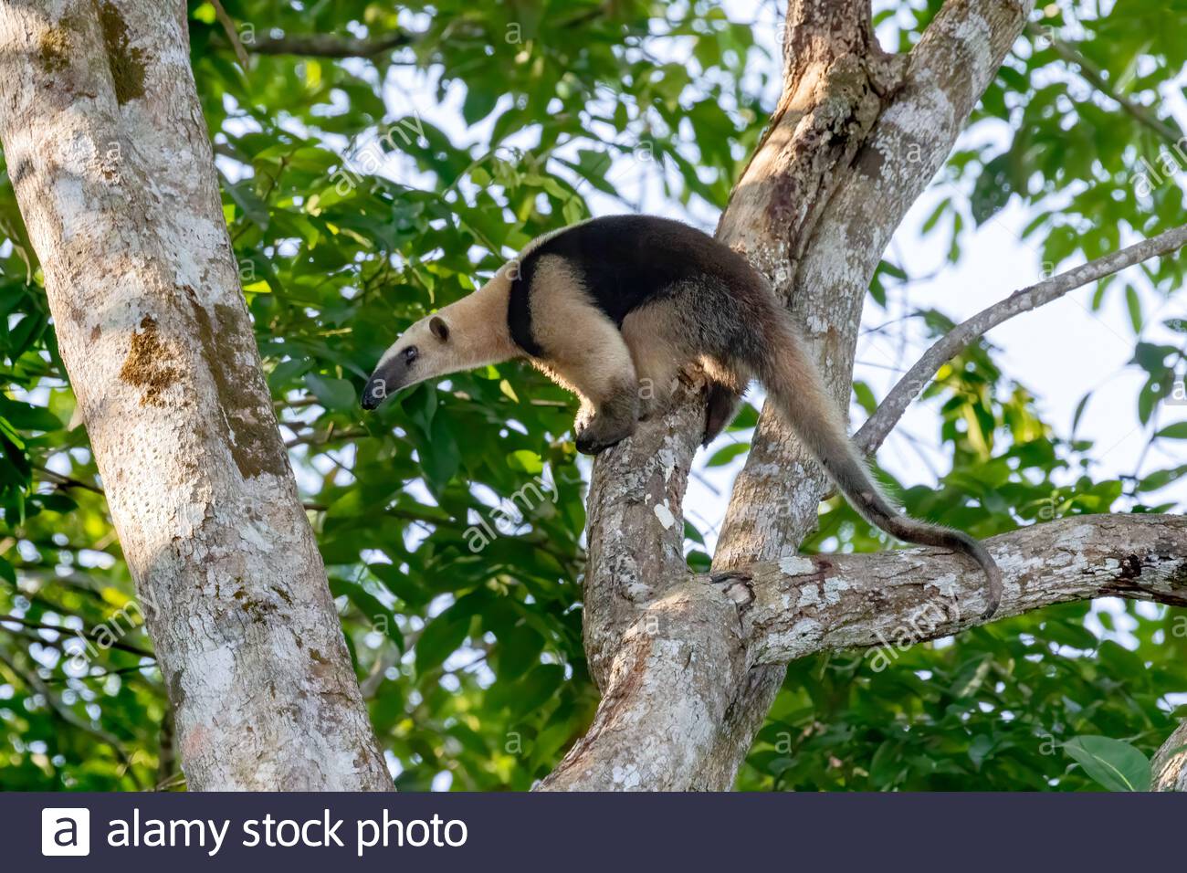 Southern tamandua - Wikipedia