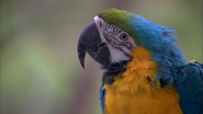 Animal Atlas (2004)