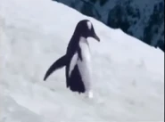 Animal Winter Games (2006)